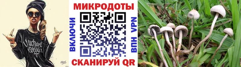 Псилоцибиновые грибы Psilocybine cubensis Малая Вишера